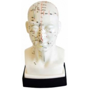 Akupunkturní model - hlava 21 cm