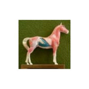 Akupunkturní model kůň, 24cm - akumodel